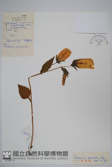 紫斑風鈴草藏品圖，第1張