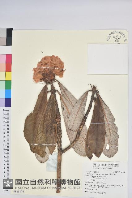 紫玉盤杜鵑藏品圖，第1張