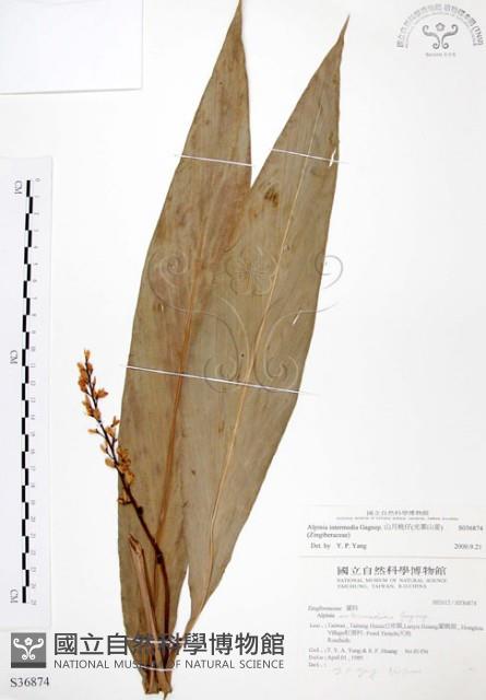 山月桃藏品圖，第1張