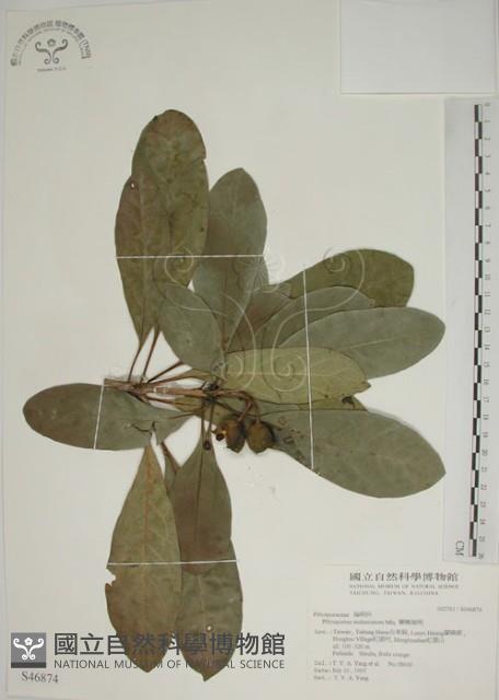 蘭嶼海桐藏品圖，第1張