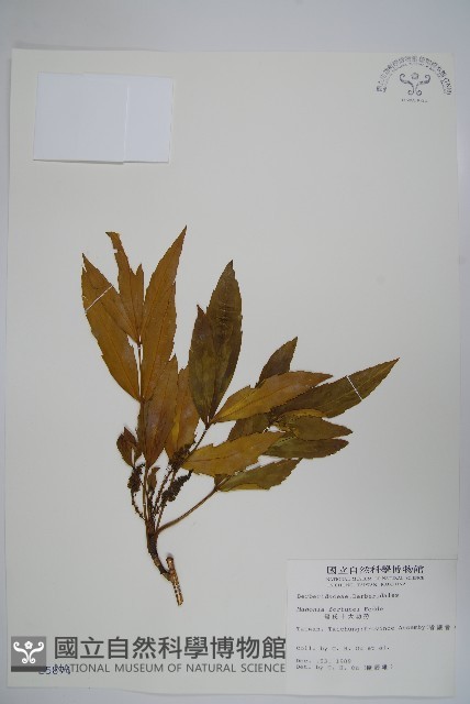 細葉十大功勞藏品圖，第1張