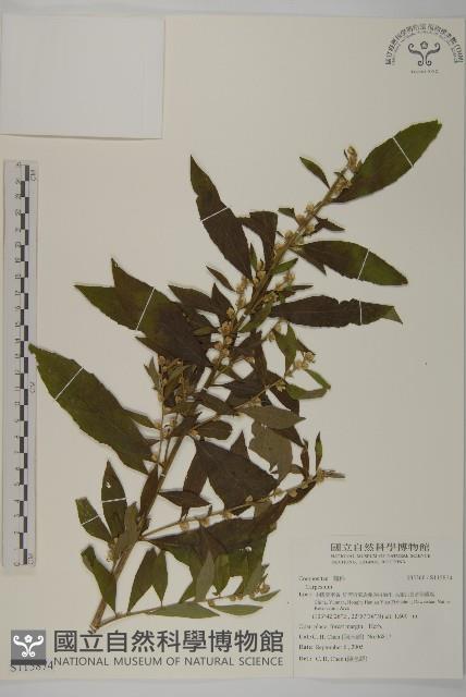 登錄號:S115874藏品圖，第1張