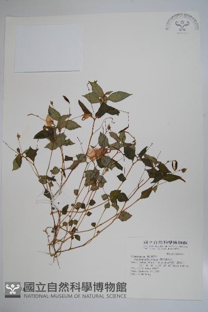 紫花鳳仙花藏品圖，第1張