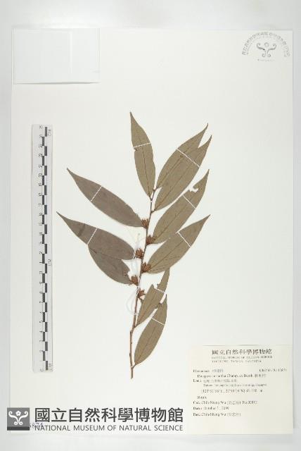 軟毛柿藏品圖，第1張