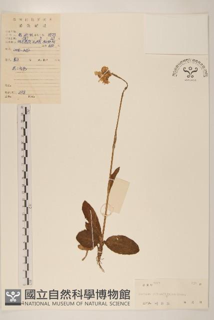 毛大丁草藏品圖，第1張