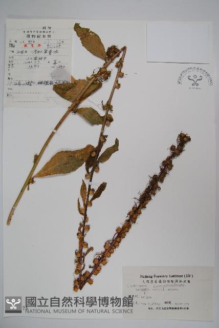 江南山梗菜藏品圖，第1張