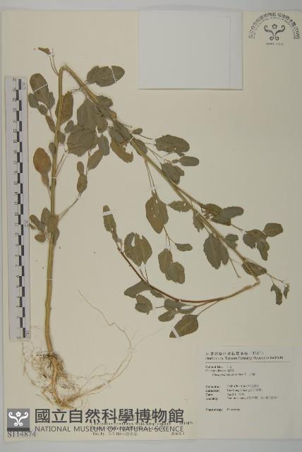 變葉藜藏品圖，第1張