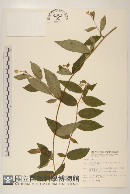 小舌菊、蔓綿菜藏品圖，第1張