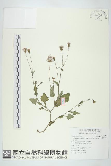 紫背草藏品圖，第1張