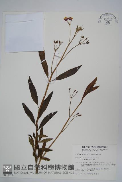 尖尾鳳、馬利筋藏品圖，第1張