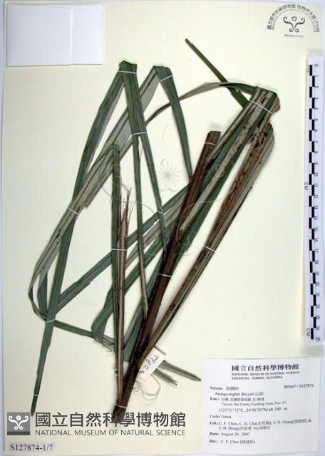 山棕藏品圖，第1張