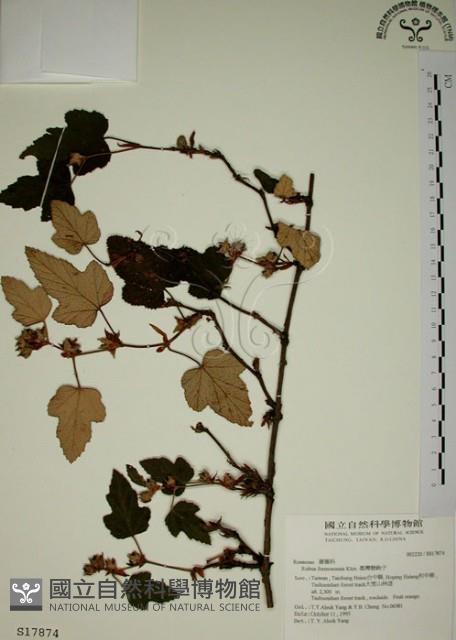 臺灣懸鉤子藏品圖，第1張