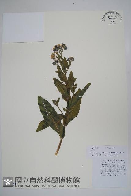 中國勿忘草藏品圖，第1張