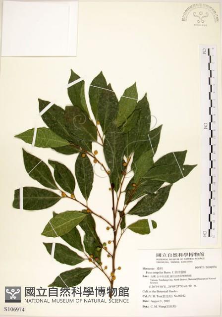 菲律賓榕藏品圖，第1張