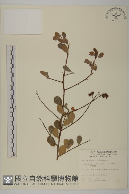 刺裸實、變葉裸實藏品圖，第1張