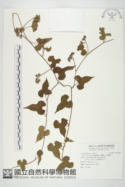 菜欒藤藏品圖，第1張