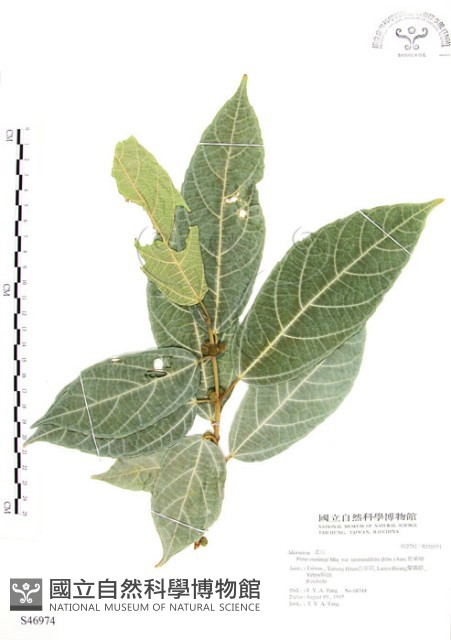 對葉榕藏品圖，第1張
