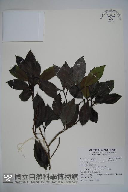 松田氏冬青藏品圖，第1張