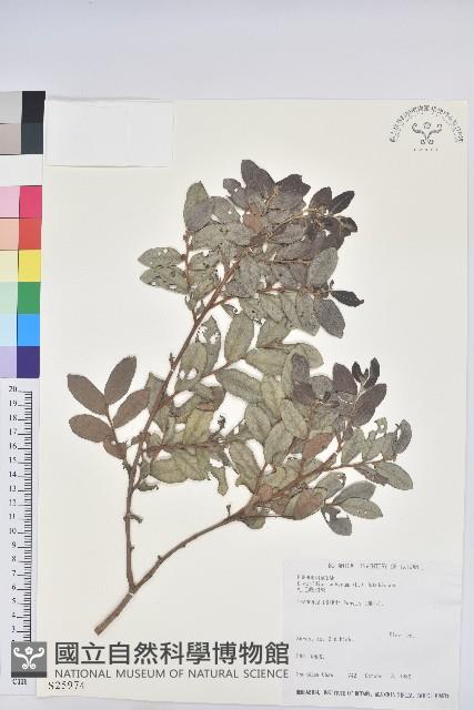 紅毛饅頭果藏品圖，第1張