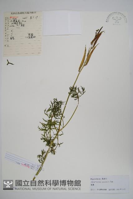 角蒿藏品圖，第1張