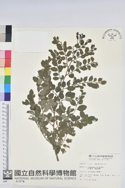 紅仔珠藏品圖，第1張