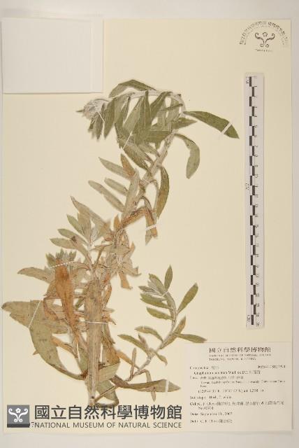 紅面番藏品圖，第1張