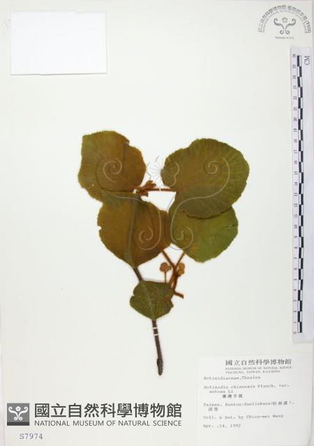 臺灣羊桃藏品圖，第1張