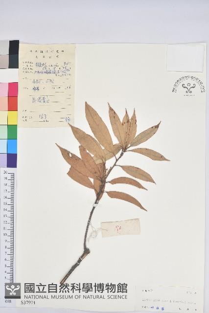 阿里山三斗石櫟、硬斗柯藏品圖，第1張