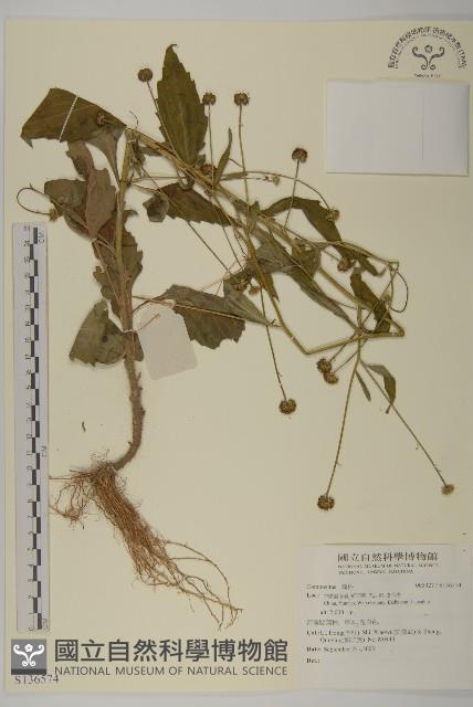 登錄號:S136574藏品圖，第1張