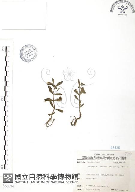 水丁香藏品圖，第1張