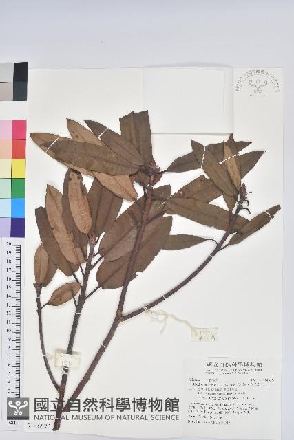 森氏杜鵑、森氏滿江紅藏品圖，第1張