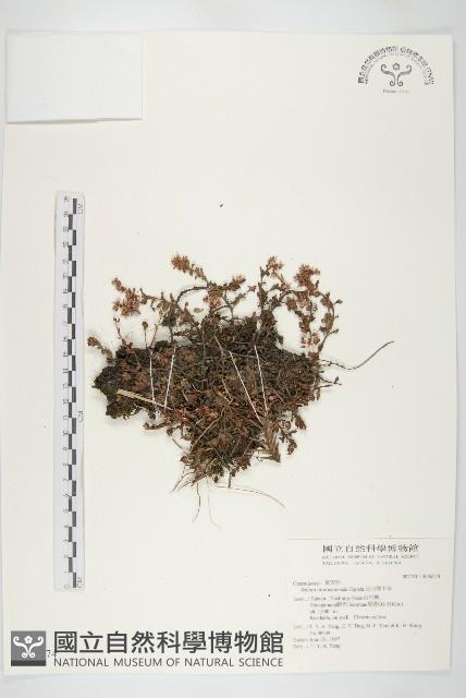 玉山佛甲草藏品圖，第1張