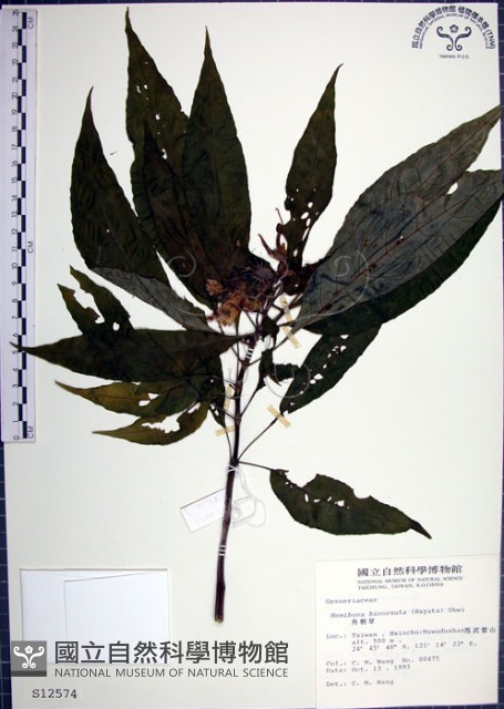 角桐草、台灣半蒴苣苔藏品圖，第1張