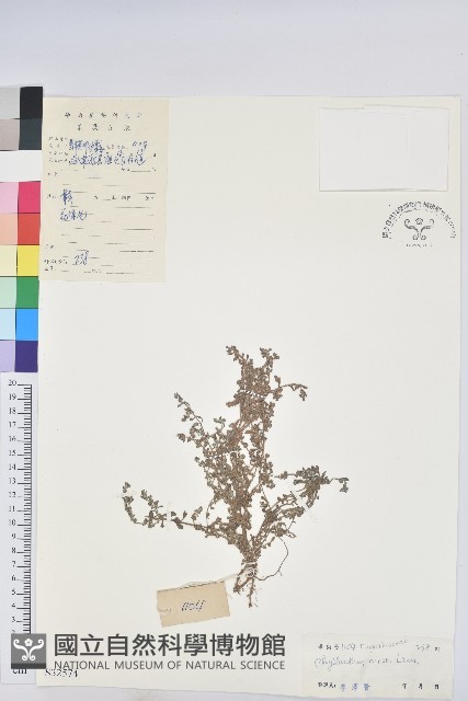小返魂藏品圖，第1張