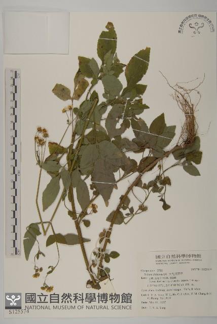 大花咸豐草藏品圖，第1張