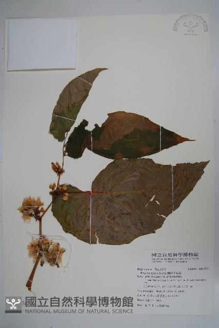 圓果秋海棠藏品圖，第1張