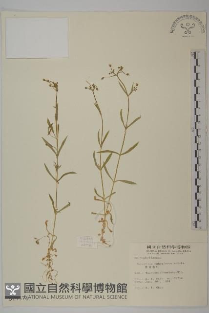 細葉卷耳藏品圖，第1張