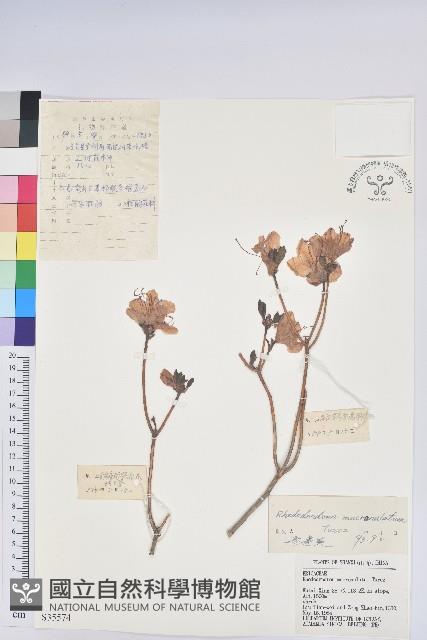 迎紅杜鵑藏品圖，第1張