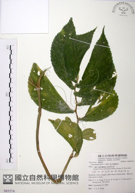 食用樓梯草藏品圖，第1張