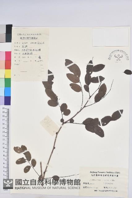 青灰葉下珠藏品圖，第1張