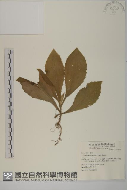 薄葉艾納香藏品圖，第1張