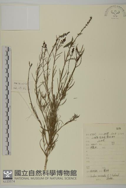 木地膚藏品圖，第1張