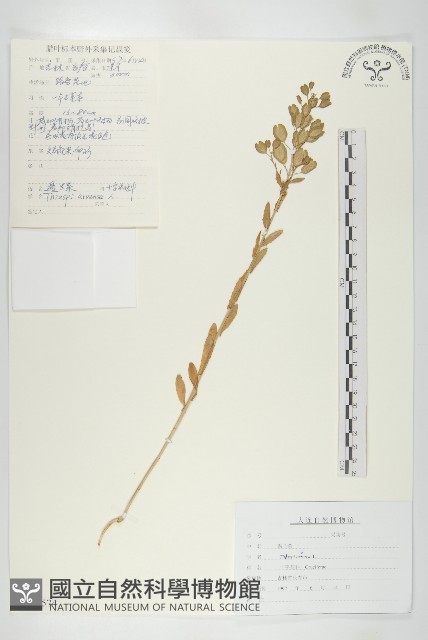 凹果菥蓂、遏藍菜藏品圖，第1張