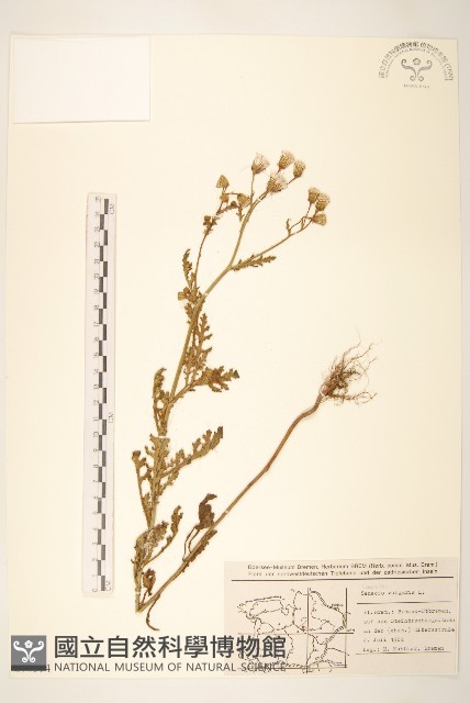 歐洲黃菀藏品圖，第1張