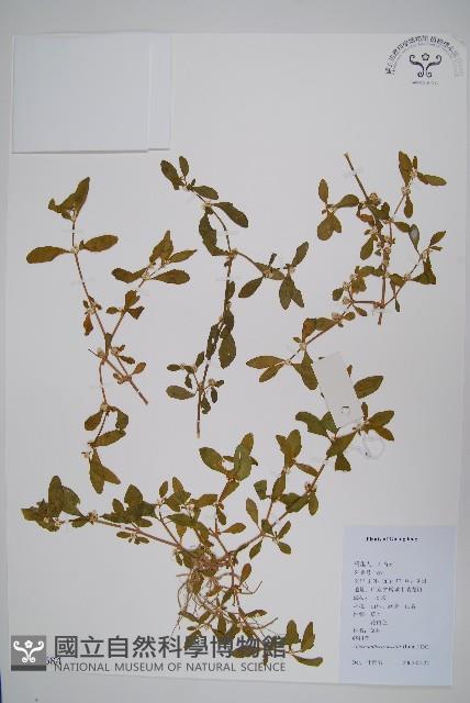 蓮子草藏品圖，第1張