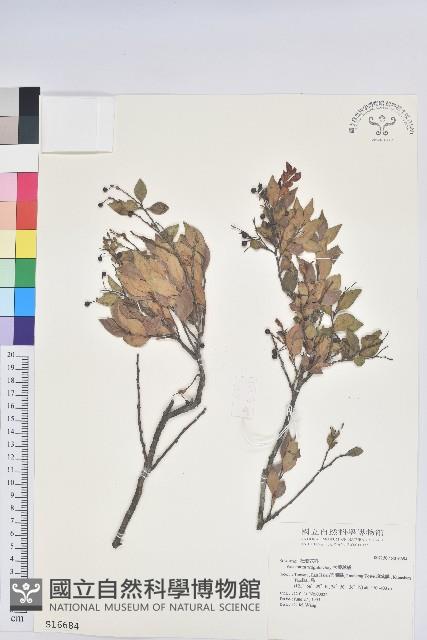 大葉越橘、來特氏越橘藏品圖，第1張