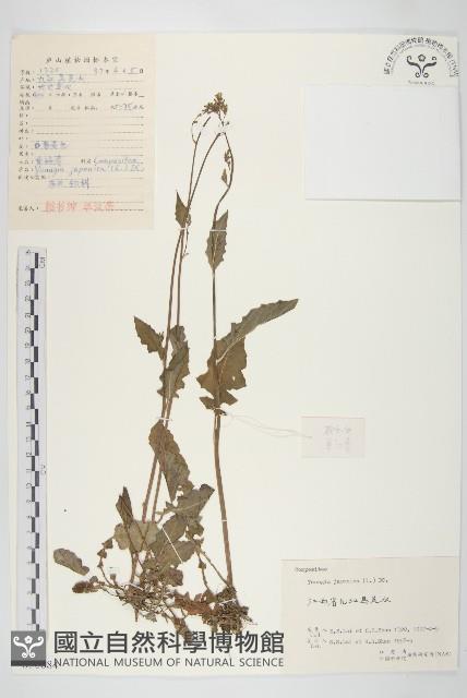 黃鵪菜藏品圖，第1張