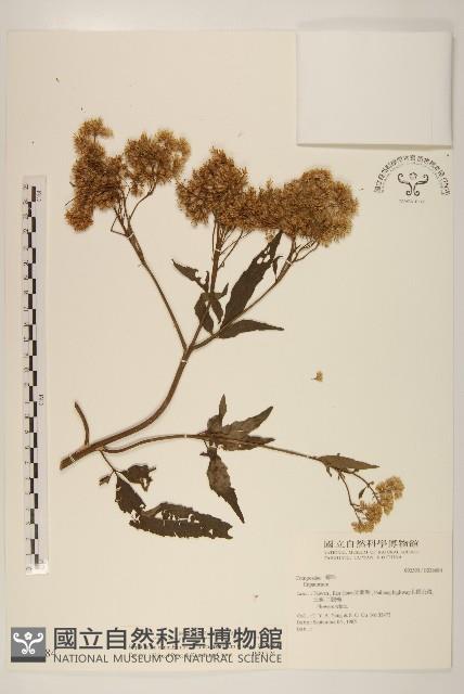 台灣澤蘭藏品圖，第1張