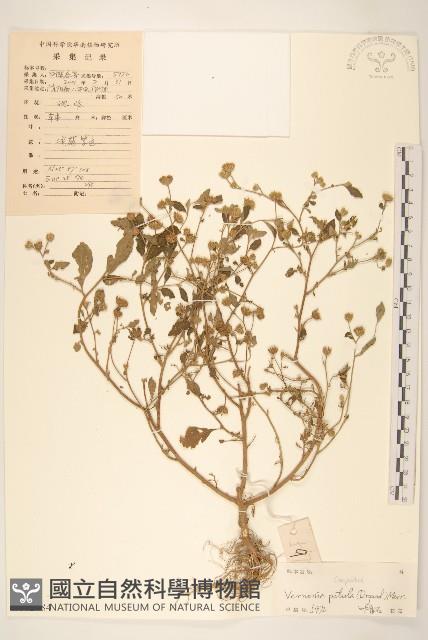 嶺南野菊藏品圖，第1張