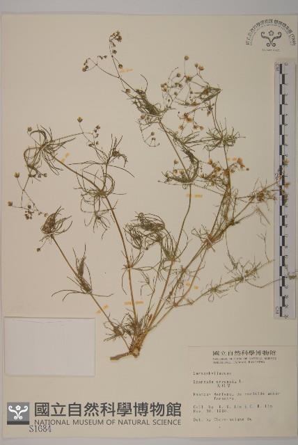 大爪草藏品圖，第1張